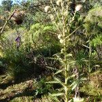 Cirsium jorullense Buveinė