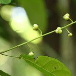 Grossera paniculata Fruit