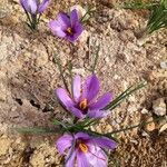 Crocus sativus 花