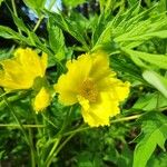 Paeonia ludlowiiFlower