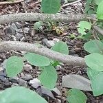 Cotoneaster multiflorus Bark