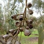 Eucalyptus leucoxylon Frukt