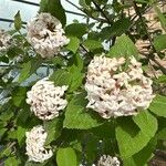 Viburnum carlesiiFlower