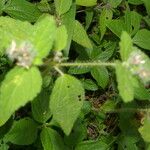 Croton hirtus Fuelha