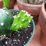 Opuntia stricta Лист