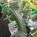 Philodendron bipennifolium Folha