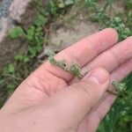 Chenopodium albumFruit