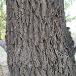 Salix alba Corteza