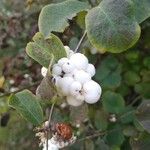 Symphoricarpos albus 果実