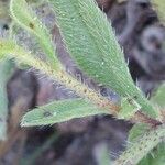 Echium arenarium Leaf