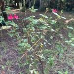 Salvia microphylla Flower