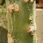 Euphorbia drupifera Bark