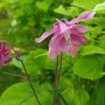 Aquilegia nigricansപുഷ്പം