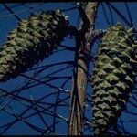 Pinus attenuata Fruit