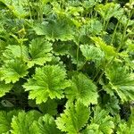 Petasites frigidus Yaprak