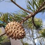 Pinus pungens Fruchs