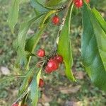 Ilex decidua Frucht