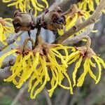 Hamamelis mollisBloem