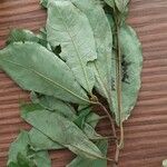 Terminalia superba Hoja