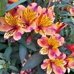 Alstroemeria spp. Цветок