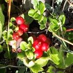 Vaccinium vitis-idaeaФрукт