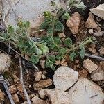 Helianthemum salicifolium Хабит