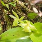 Epidendrum hunterianum Цвят