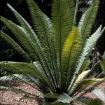 Dioon mejiae Habit