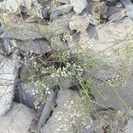 Ptychotis saxifraga Libunga