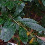 Ilex glabra Folha