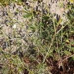 Pycnocomon rutifolium Hoja