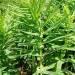 Polygonatum verticillatumVirág