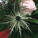 Eryngium alpinum പുഷ്പം