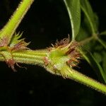 Paullinia rugosa Fruit