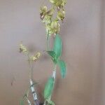Dendrobium spp. Blüte