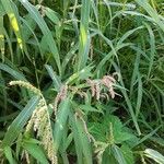 Persicaria lapathifolia Virág