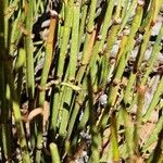 Ephedra viridis Leaf