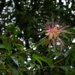 Caryocar microcarpum Flor