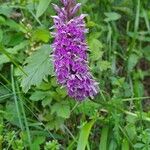 Dactylorhiza fuchsii花