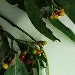 Psychotria carthagenensis Fruto