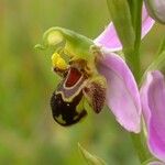 Ophrys apifera Blüte