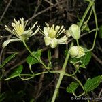 Clematis pauciflora Цветок