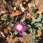 Centaurea seridis Virág