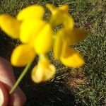 Coronilla junceaBloem