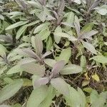 Salvia officinalisBlatt