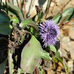 Globularia vulgaris Kukka