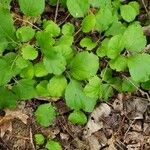 Celastrus orbiculatus Leaf