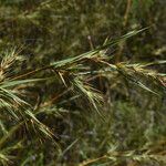 Themeda quadrivalvis Kukka