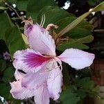 Bauhinia variegata Altres