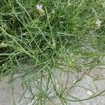 Erucaria hispanica Hoja